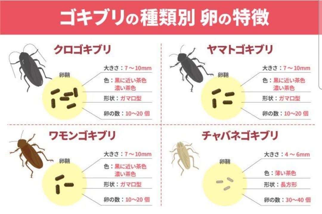 ゴキブリの卵の形状