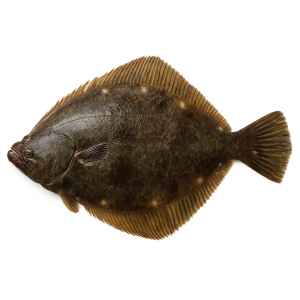 ヒラメ釣り 横浜大興